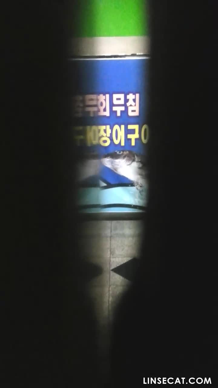 한국 화장실 몰래카메라_ 횟집 화장실에서 오줌을 싸는 여자들. 그녀의 보지는 샤워기처럼 많은 양의 소변이 함께 흘러나옵니다. 썸네일